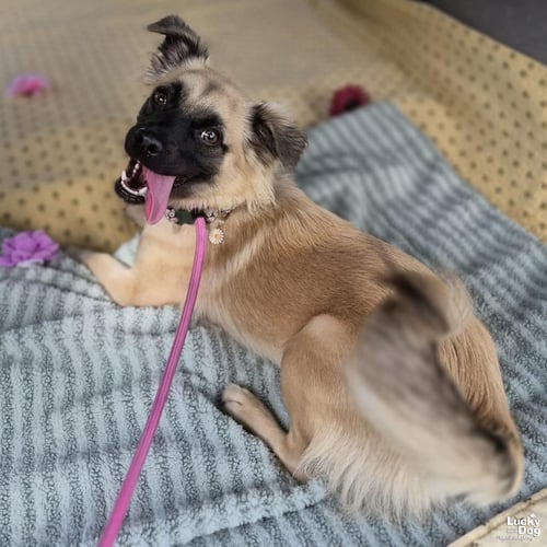 NIRVANA - Chihuahua available for adoption