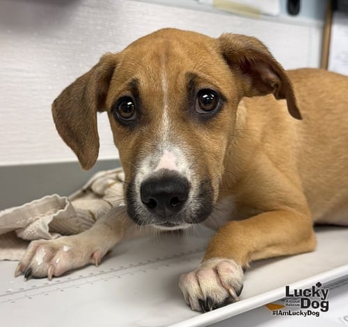 ECLAIR - Shepherd / Labrador Retriever available for adoption