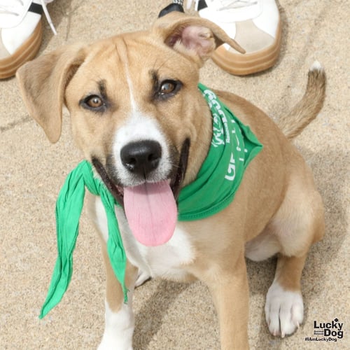 ECLAIR - Shepherd / Labrador Retriever available for adoption