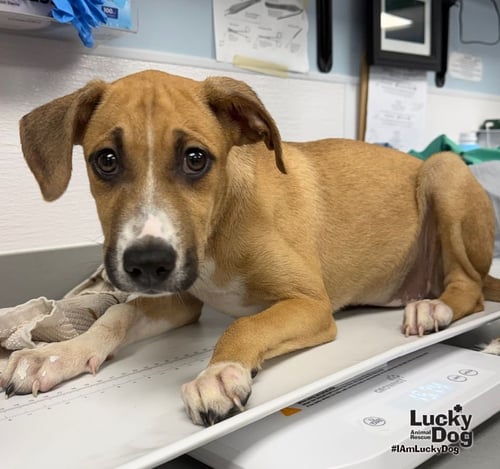 ECLAIR - Shepherd / Labrador Retriever available for adoption