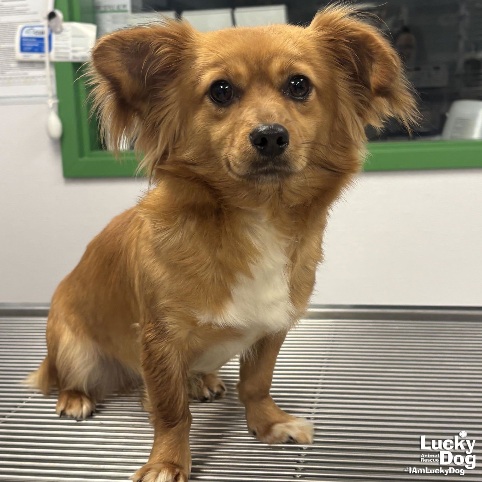 POPSICLE - Corgi / Pomeranian available for adoption