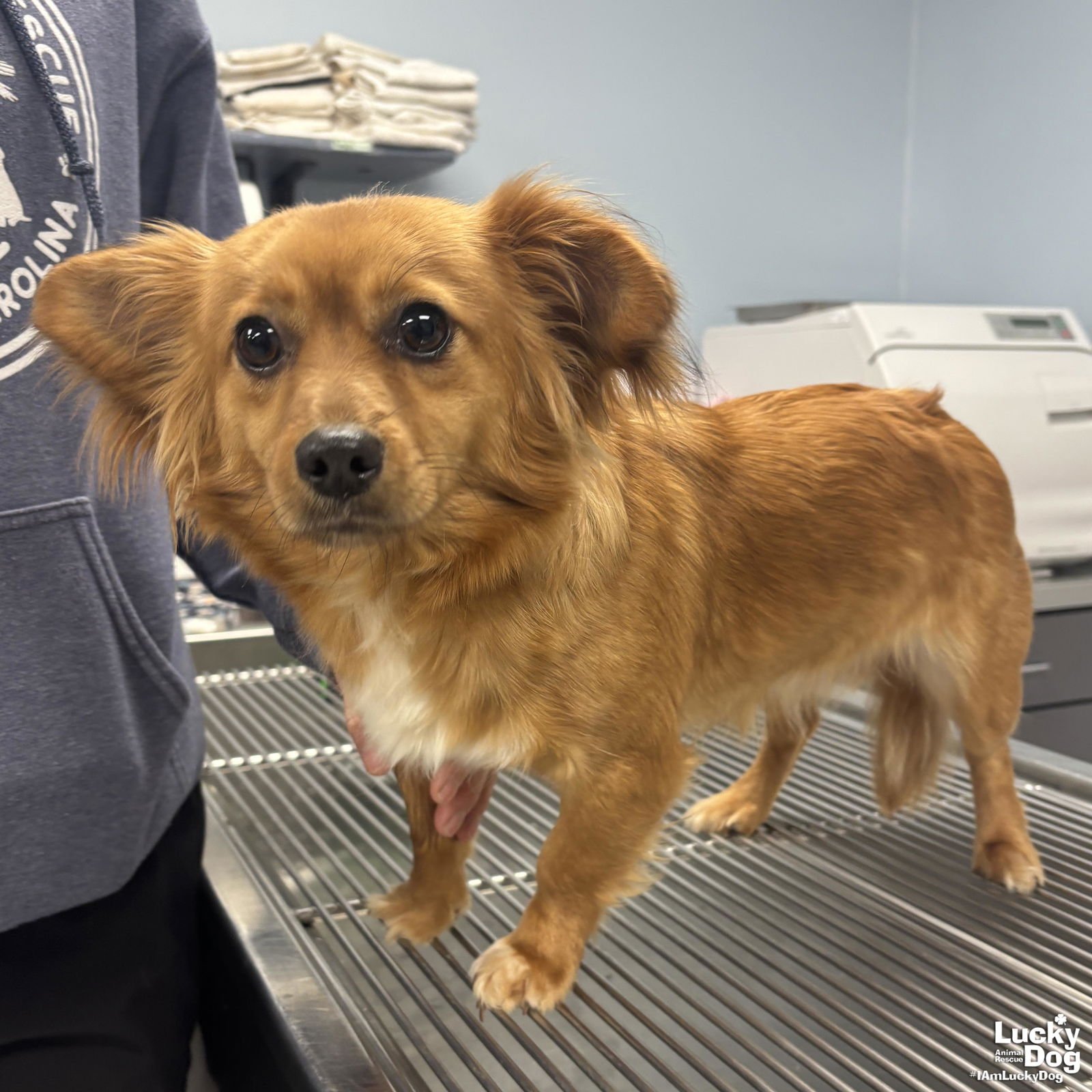 POPSICLE - Corgi / Pomeranian available for adoption