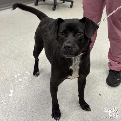 VALENTINA - Labrador Retriever available for adoption