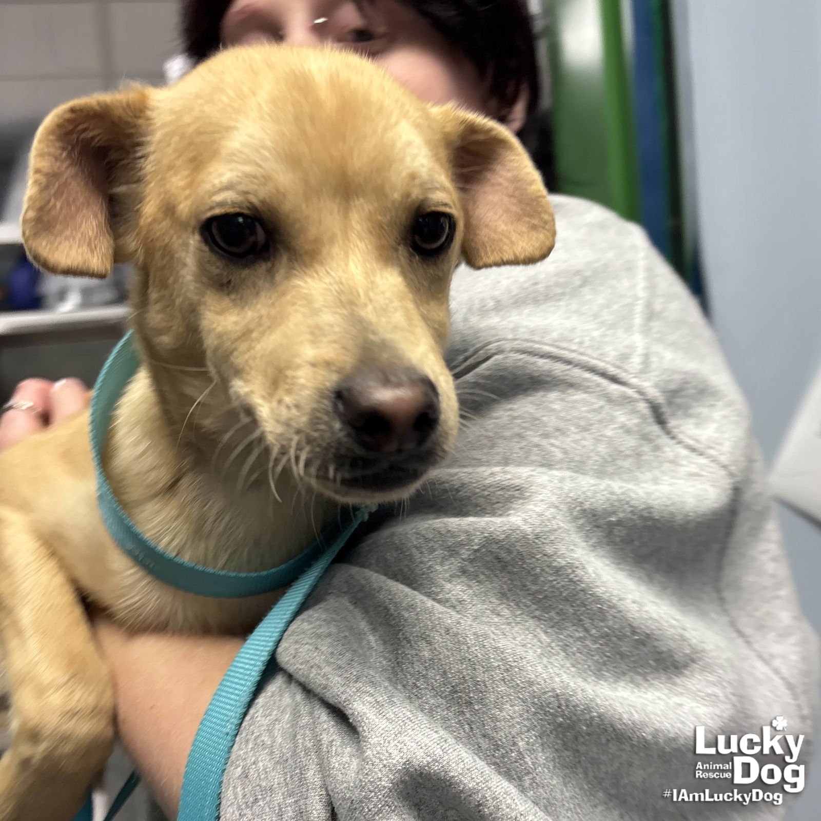 BRYCE - Chihuahua available for adoption