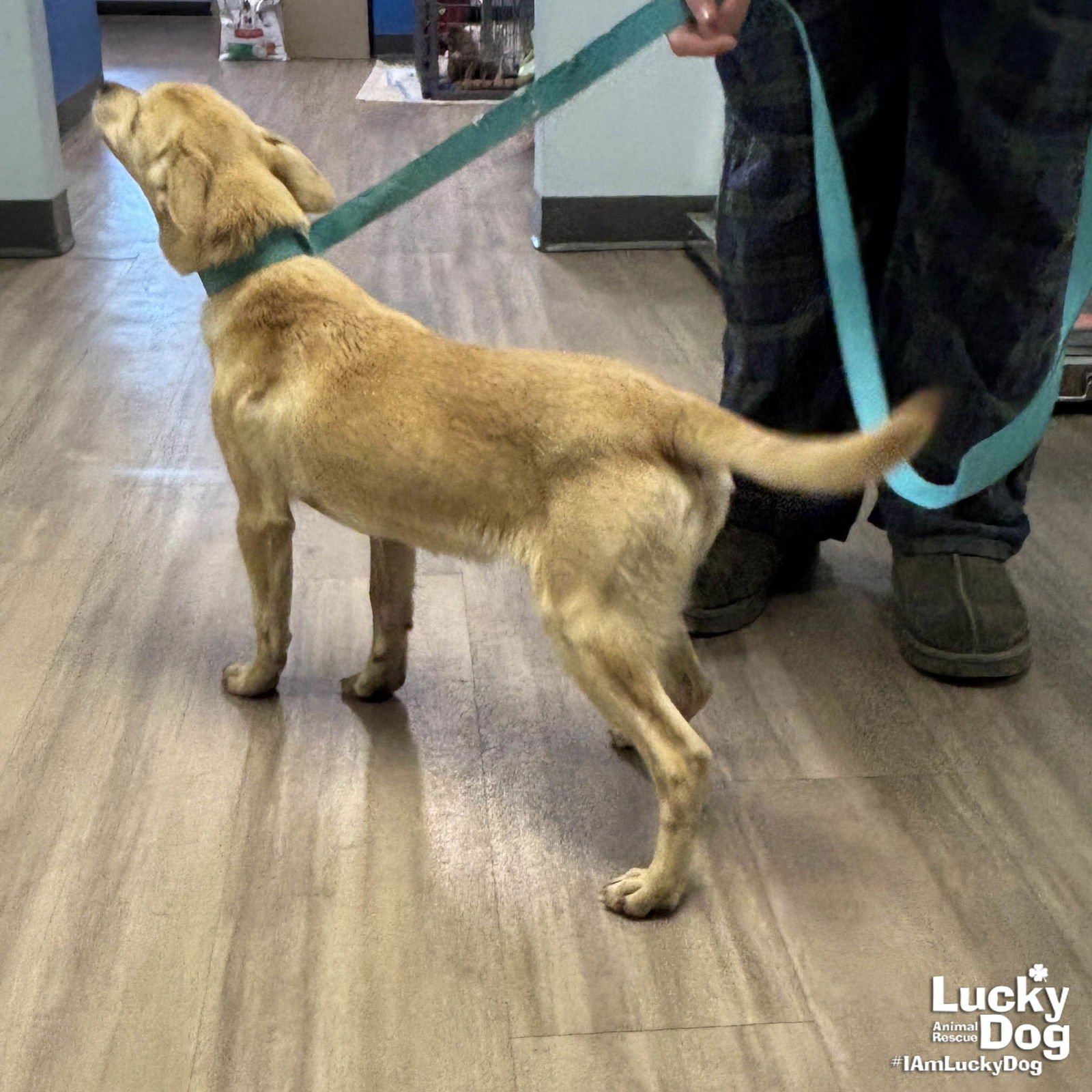 BRYCE - Chihuahua available for adoption