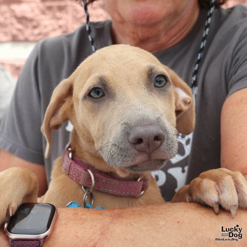 OBI - Dachshund available for adoption