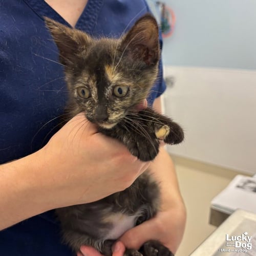 SUNNYMART - Domestic Short Hair available for adoption