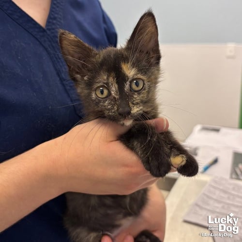 SUNNYMART - Domestic Short Hair available for adoption
