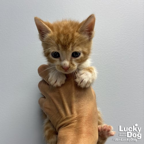 FLINT - Domestic Short Hair available for adoption