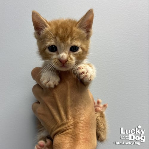FLINT - Domestic Short Hair available for adoption
