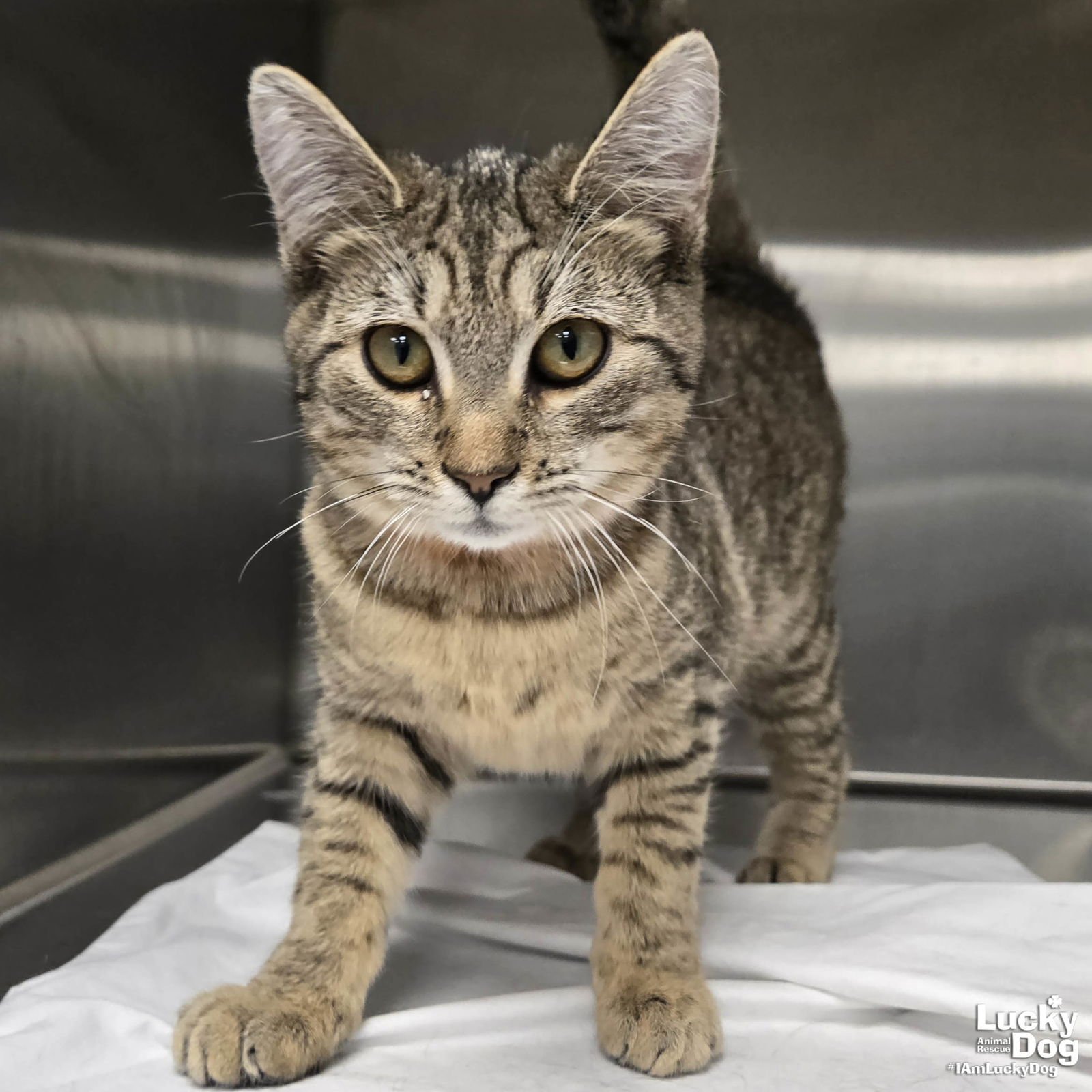 DELLA - Domestic Short Hair available for adoption