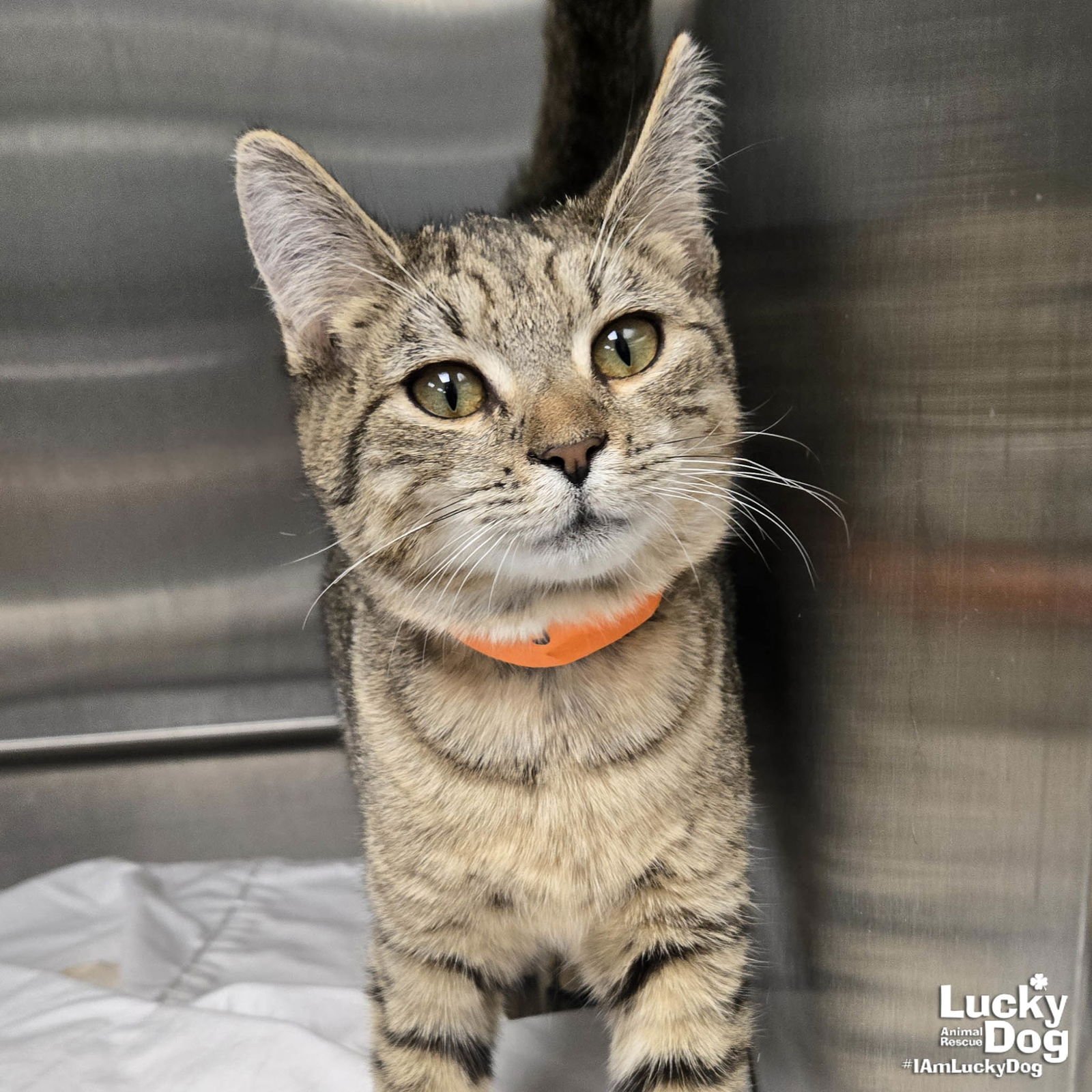 DELLA - Domestic Short Hair available for adoption