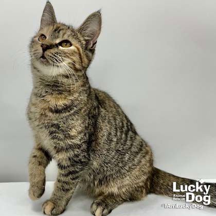 KASSY - Domestic Short Hair available for adoption