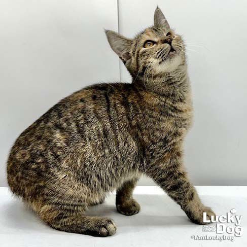 KASSY - Domestic Short Hair available for adoption