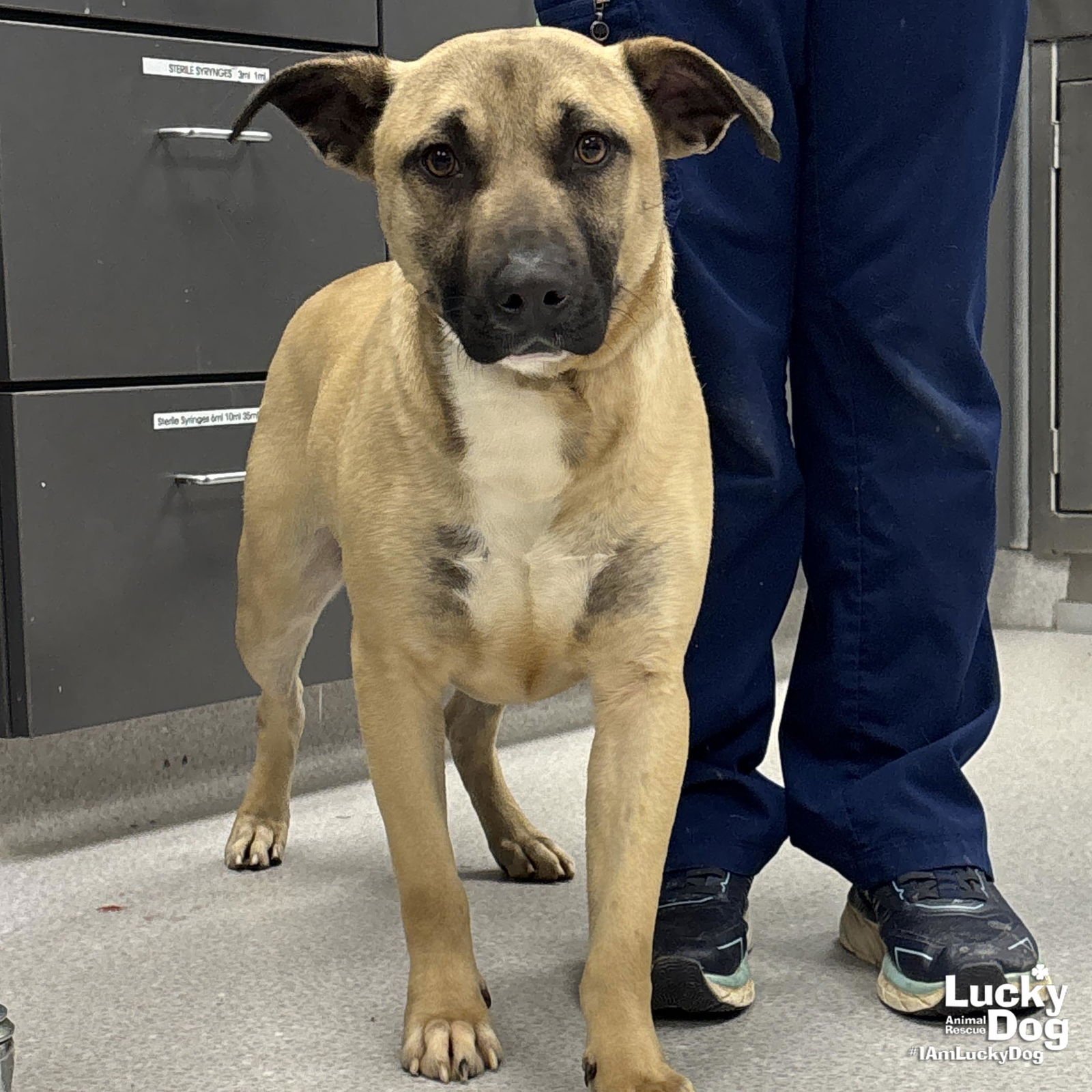 PRINCETON - Shepherd available for adoption