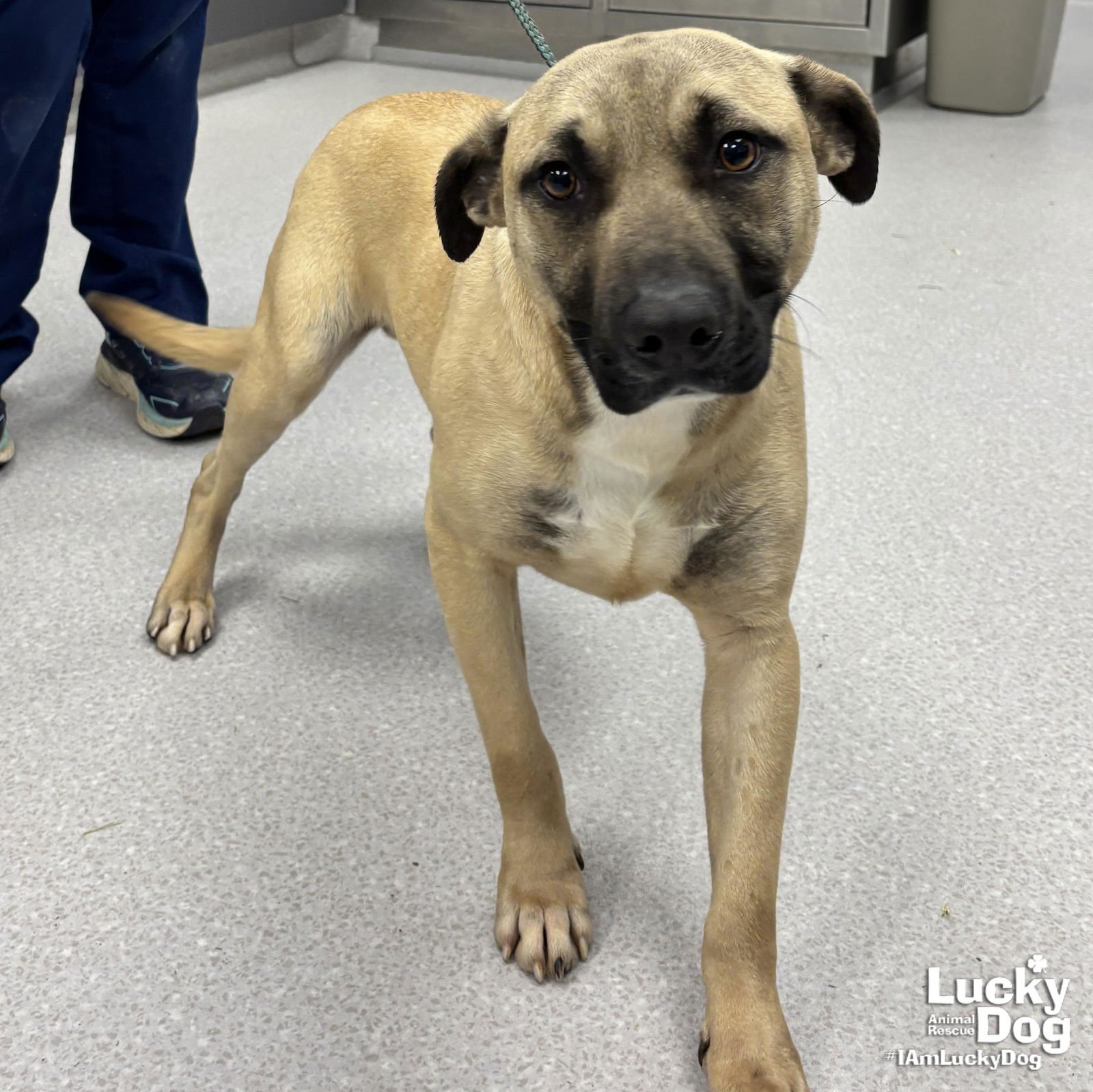 PRINCETON - Shepherd available for adoption