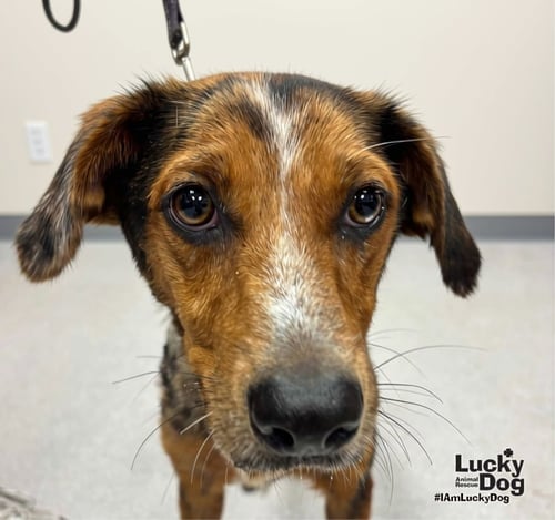 TEAL - Shepherd available for adoption