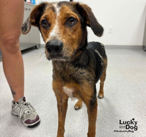 TEAL - Shepherd available for adoption