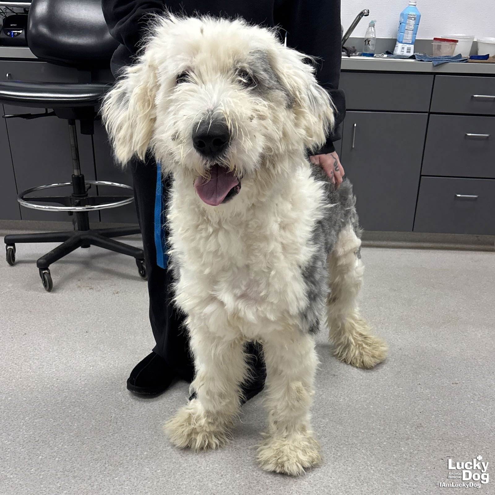 FARMER - Old English Sheepdog available for adoption