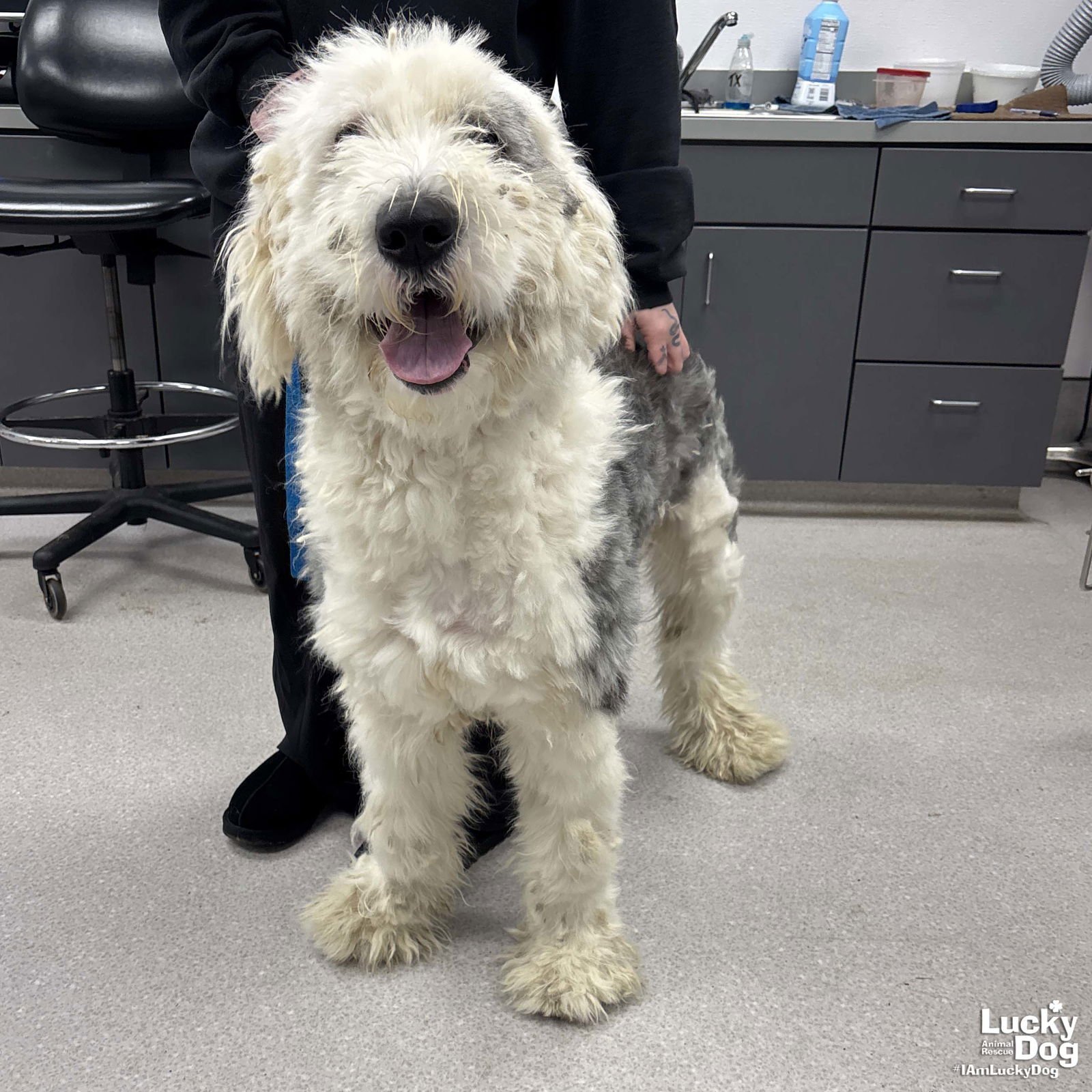 FARMER - Old English Sheepdog available for adoption
