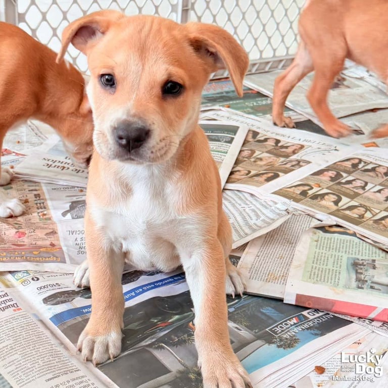 Puppy Poppy Image