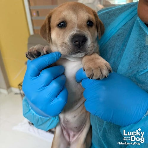 PUPPY POPPY - Retriever available for adoption