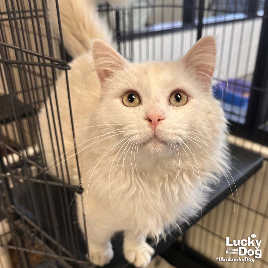 KEVIN GATES - Domestic Long Hair available for adoption