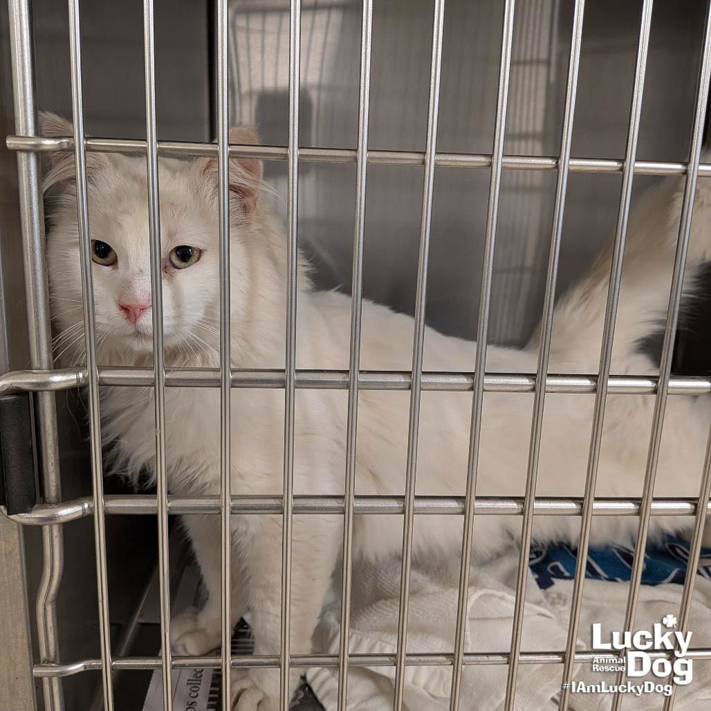 KEVIN GATES - Domestic Long Hair available for adoption