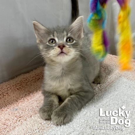 ALFIE - Domestic Short Hair available for adoption