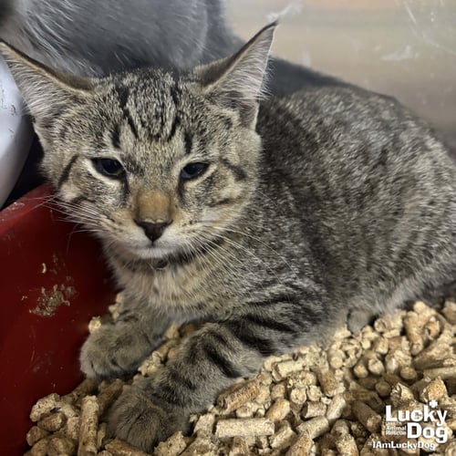 ZANE - Domestic Short Hair available for adoption