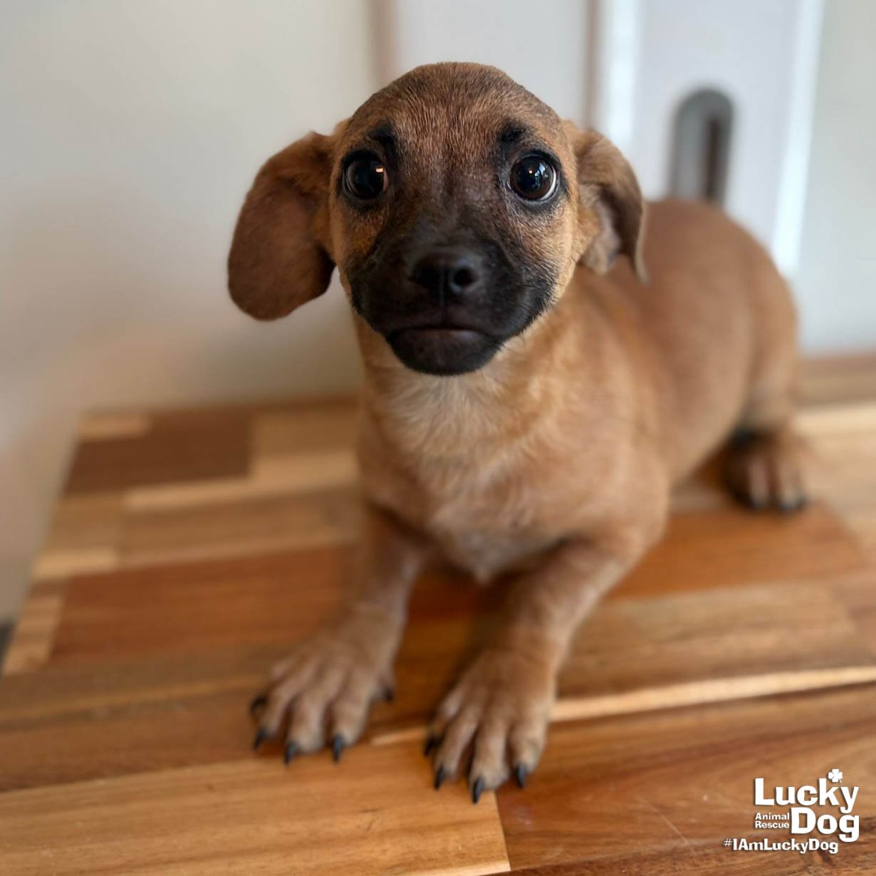 PILAR PEPPER - Chihuahua available for adoption