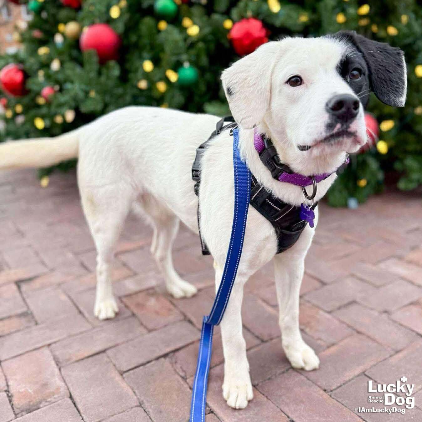 BOLOGNA - Spaniel / Retriever available for adoption