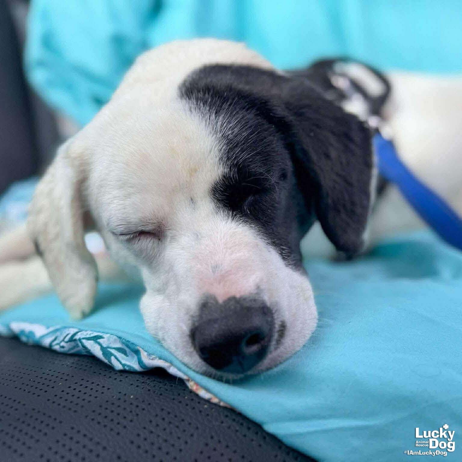 BOLOGNA - Spaniel / Retriever available for adoption