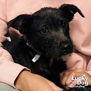 ROCCO - Labrador Retriever available for adoption