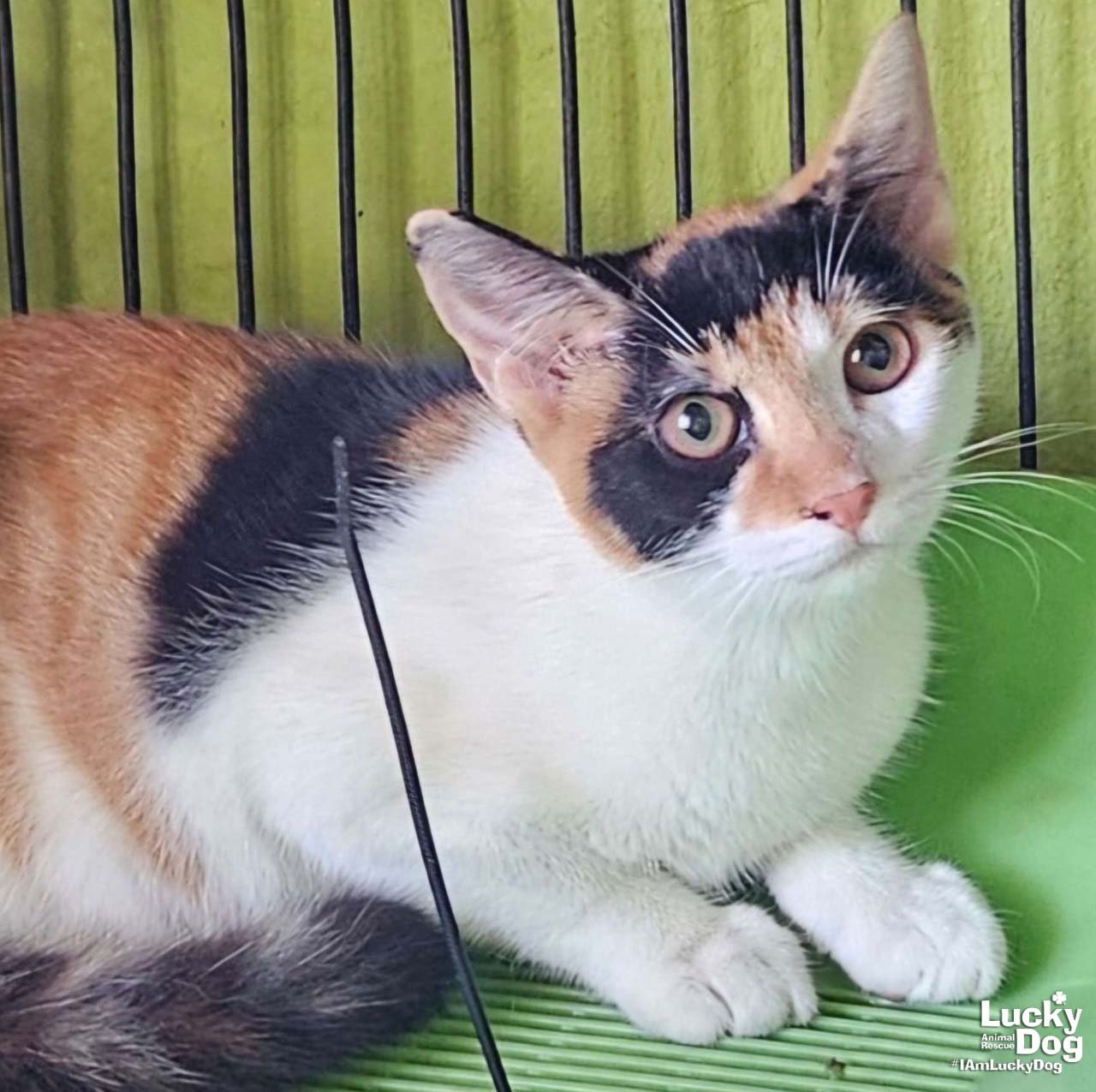 SIMONE - Domestic Short Hair / Calico available for adoption