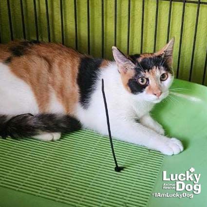 SIMONE - Domestic Short Hair / Calico available for adoption