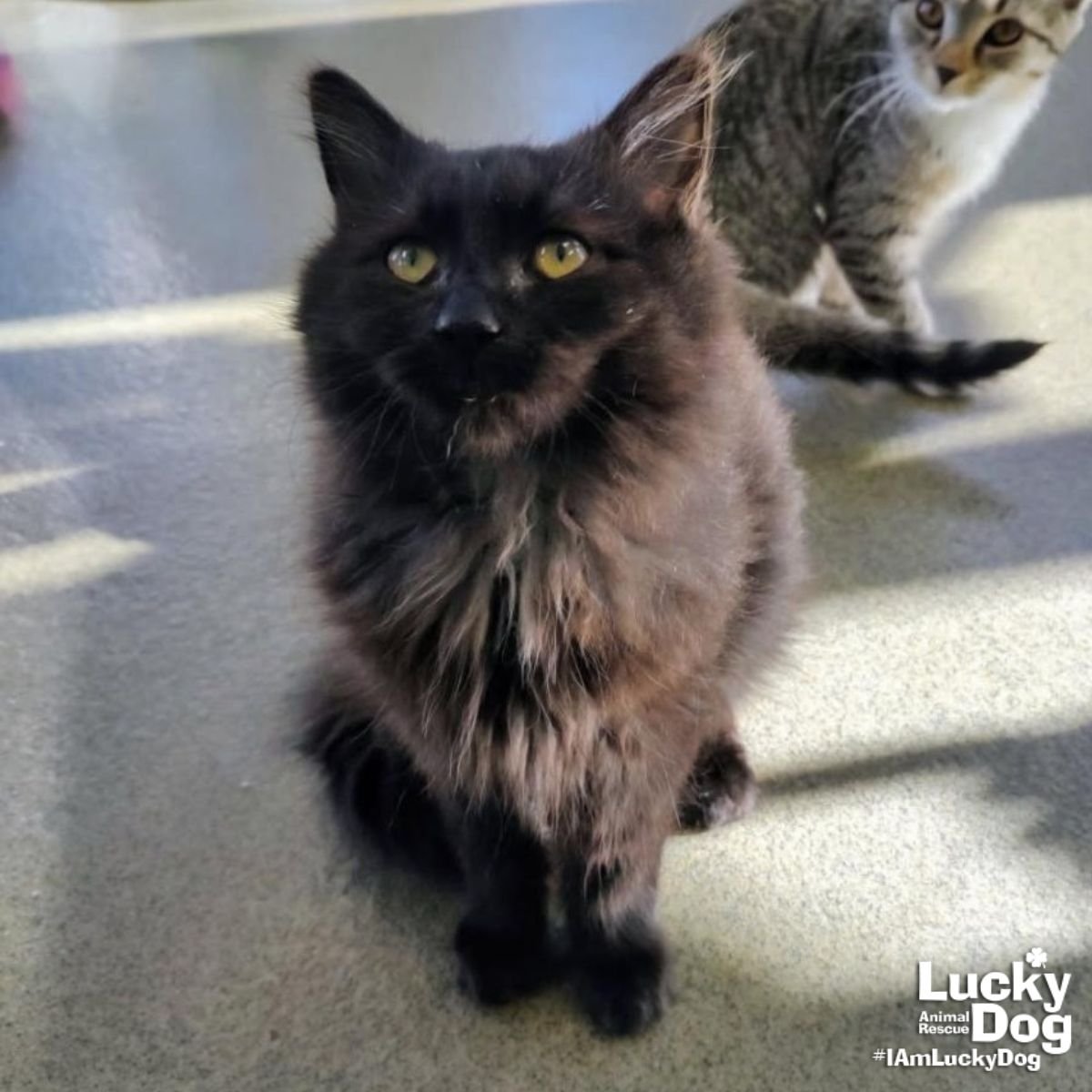 FUZZY LUMPKINS - Domestic Long Hair available for adoption