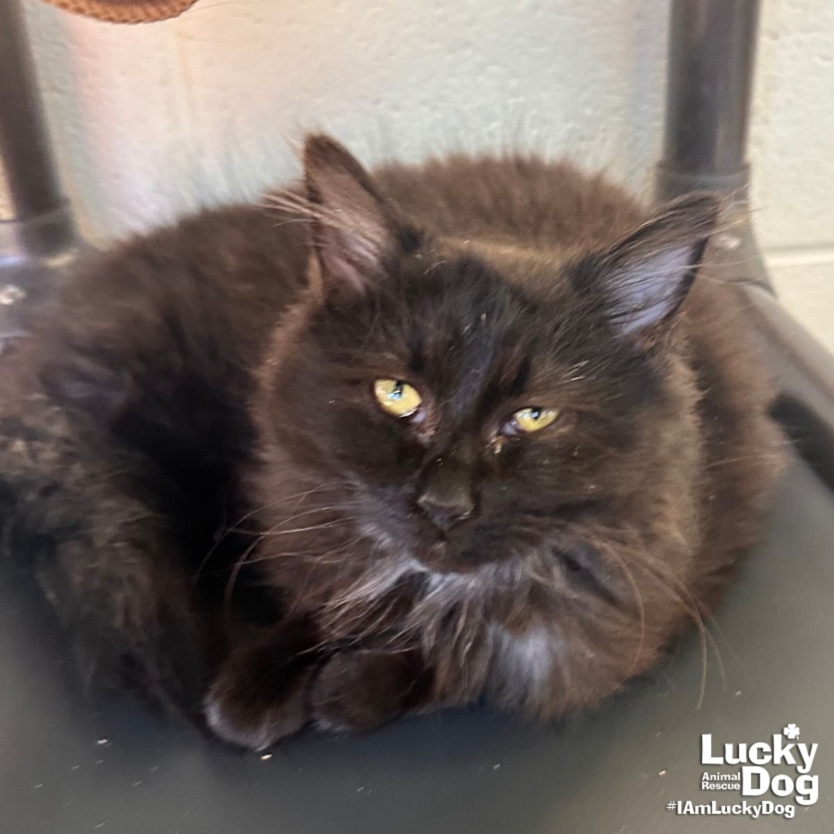 FUZZY LUMPKINS - Domestic Long Hair available for adoption