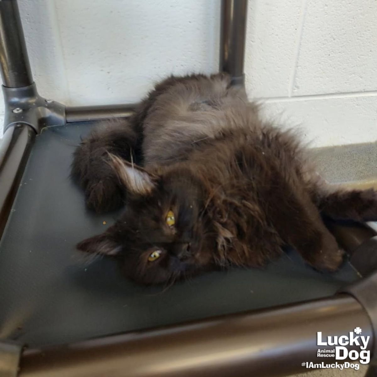 Fuzzy Lumpkins - Photo 3