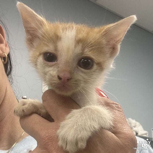 CREEK - Domestic Short Hair available for adoption