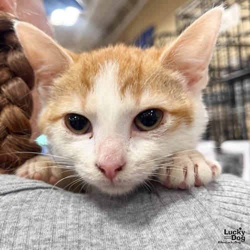 CREEK - Domestic Short Hair available for adoption