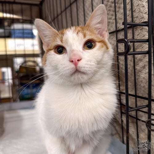 CREEK - Domestic Short Hair available for adoption