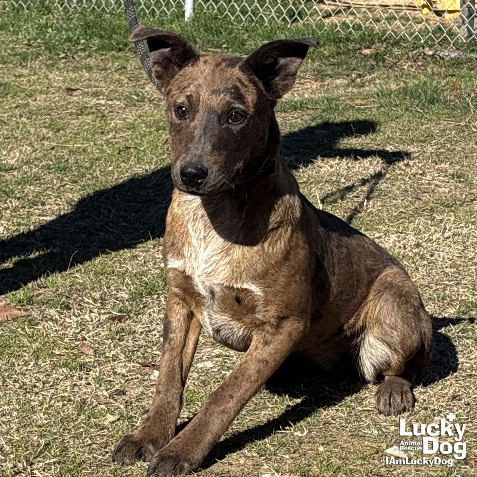 FEBRUARY - Labrador Retriever / Catahoula Leopard Dog available for adoption