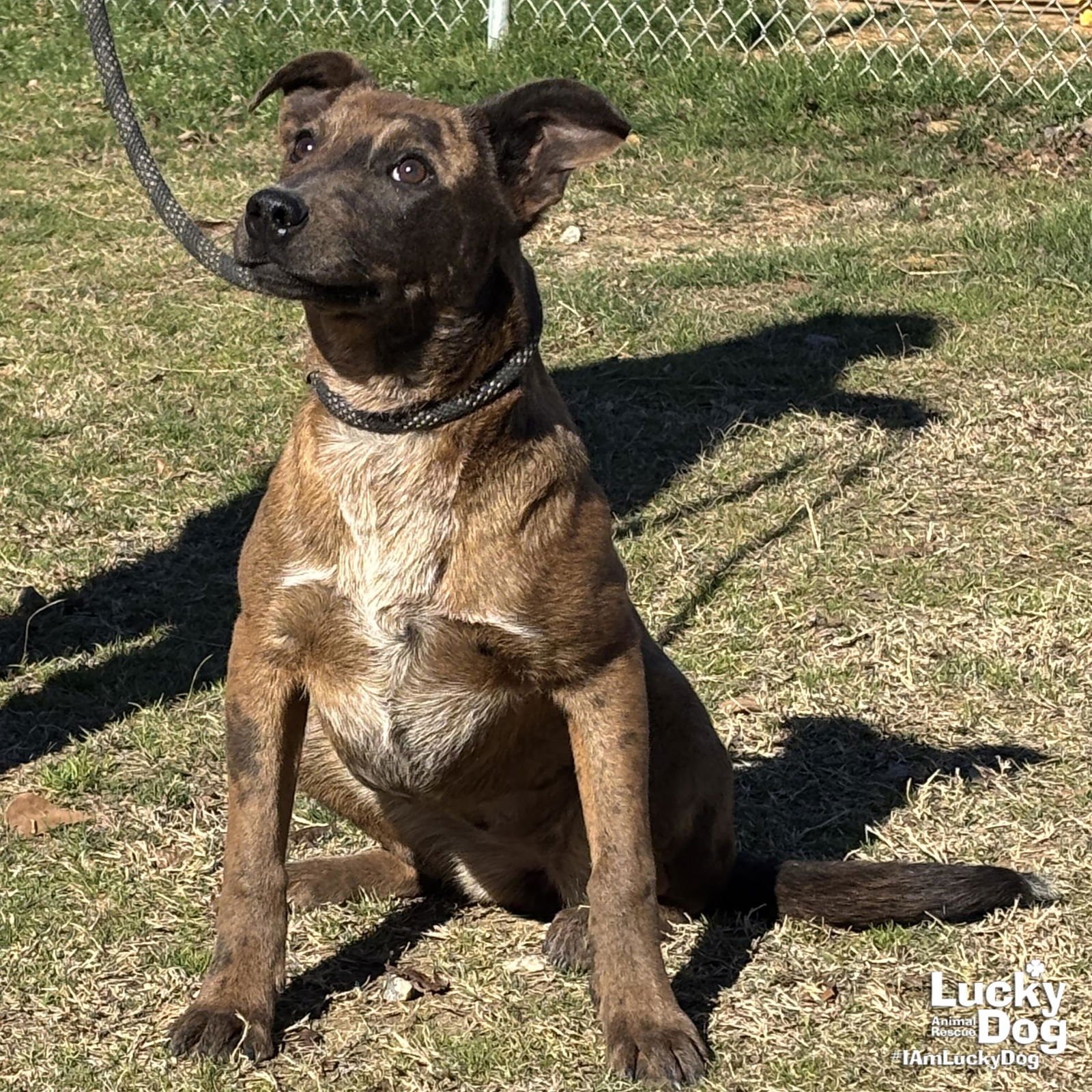 FEBRUARY - Labrador Retriever / Catahoula Leopard Dog available for adoption