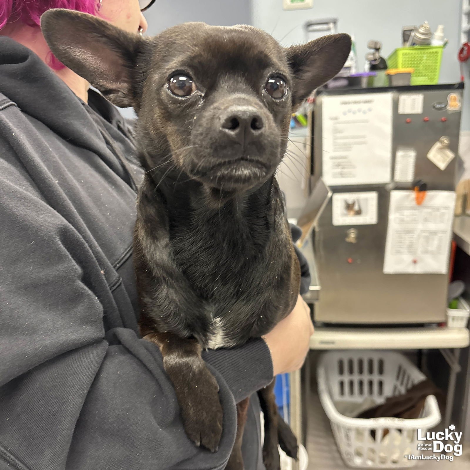 HAYES - Chihuahua available for adoption