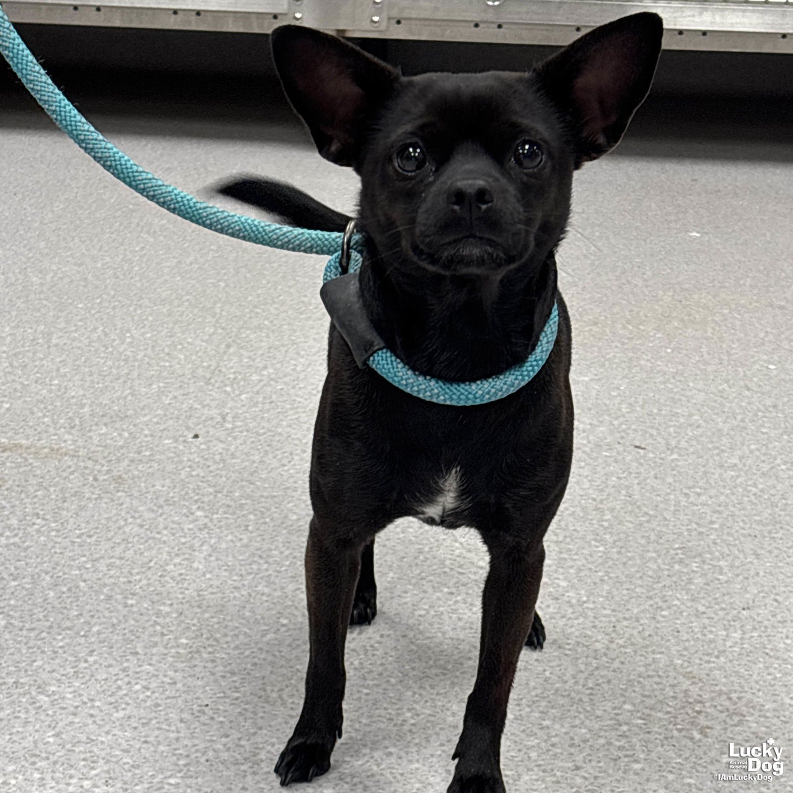 HAYES - Chihuahua available for adoption