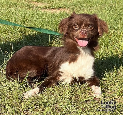 PUDDIN - Shih Tzu / Jack Russell Terrier available for adoption