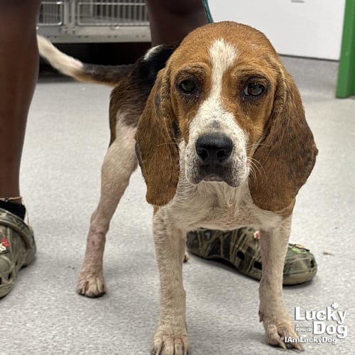 DOROTHY - Beagle available for adoption