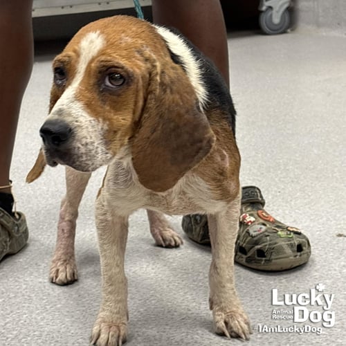 DOROTHY - Beagle available for adoption