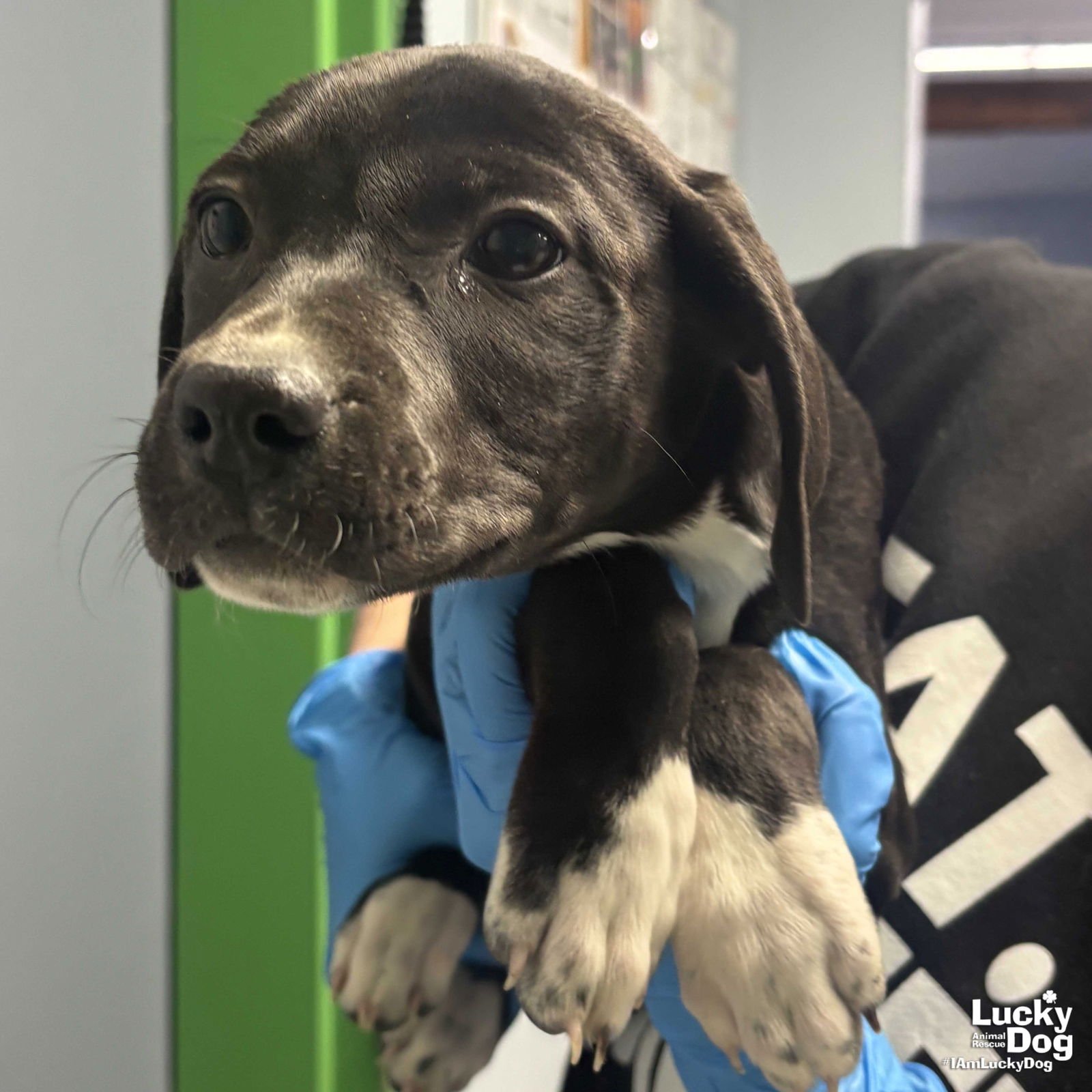 AVA - Shepherd / Labrador Retriever available for adoption